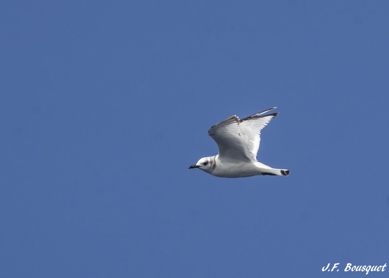 Mouette tridactyle.jpg